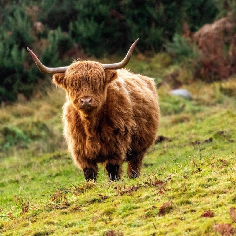 Travel Writing Long-haired Scottish Highland cow