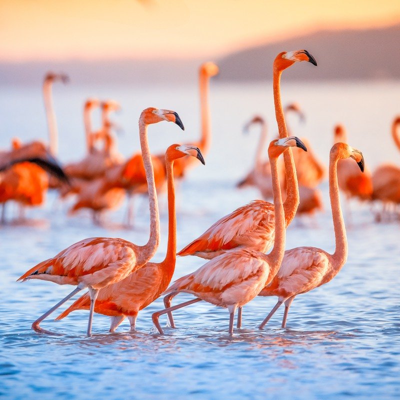 Travel Writing Several pink flamingos in water