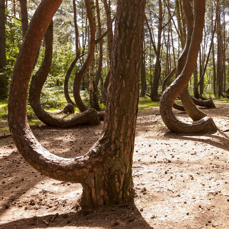 Travel Writing Forest of Poland's twisty trees